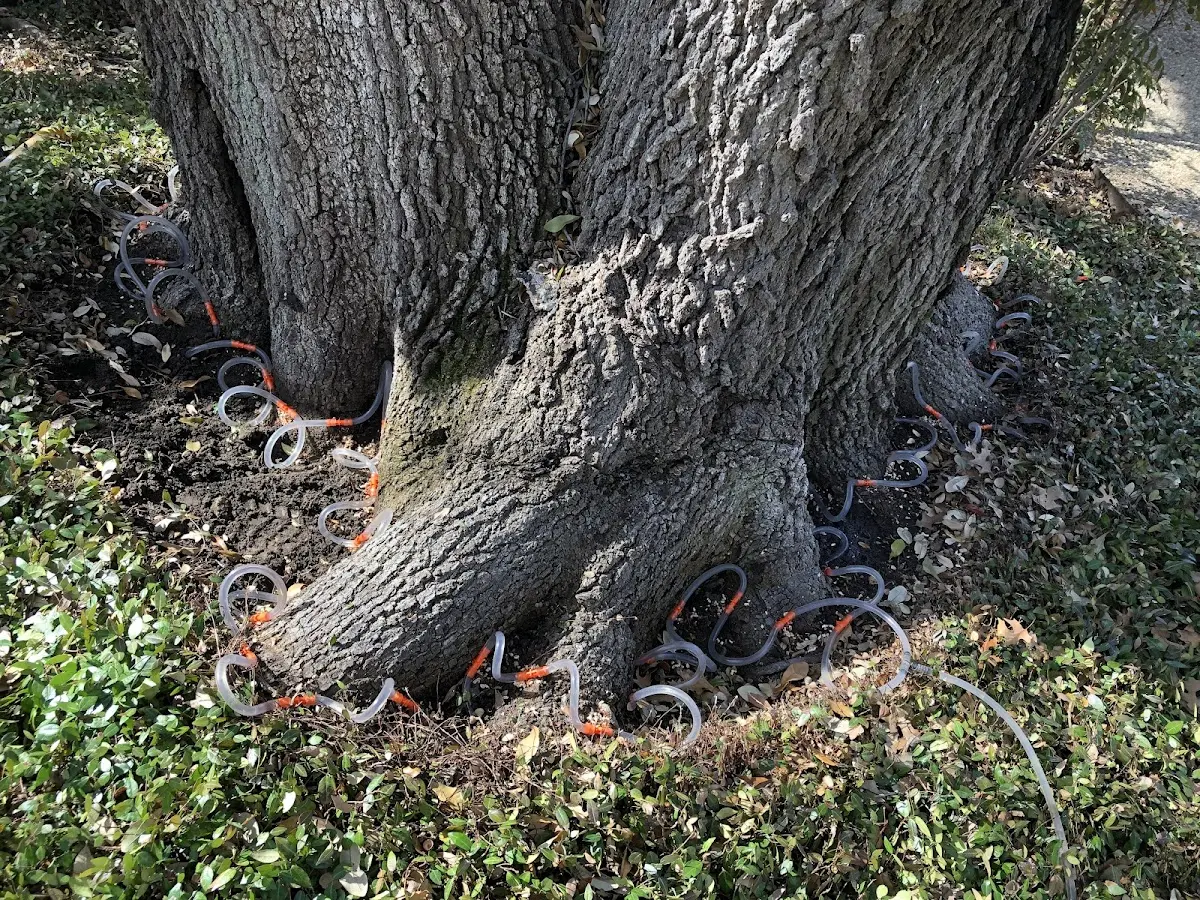 Detailed Tree Cabling and Bracing job site in Holualoa